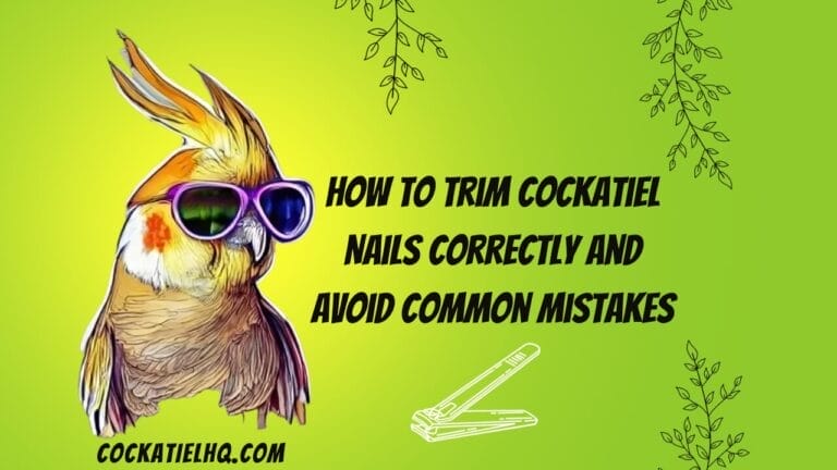 How To Trim Cockatiel Nails Correctly and Avoid Common Mistakes