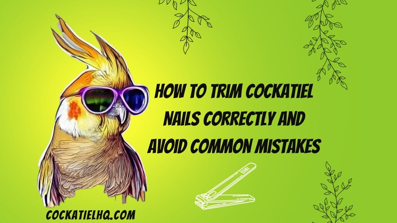how to trim cockatiel nails