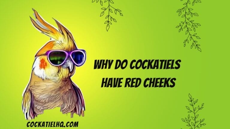 The Fascinating Reasons Why Do Cockatiels Have Red Cheeks – Unveiled!
