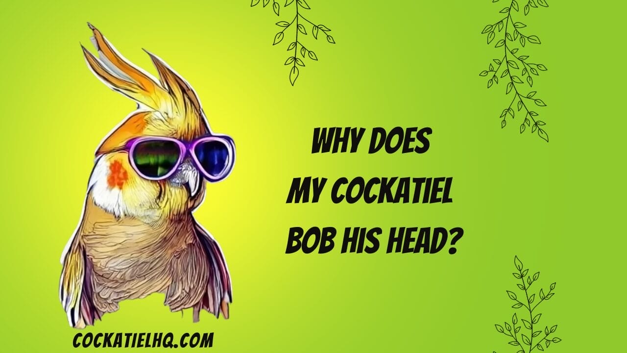 why does my cockatiel bob his head