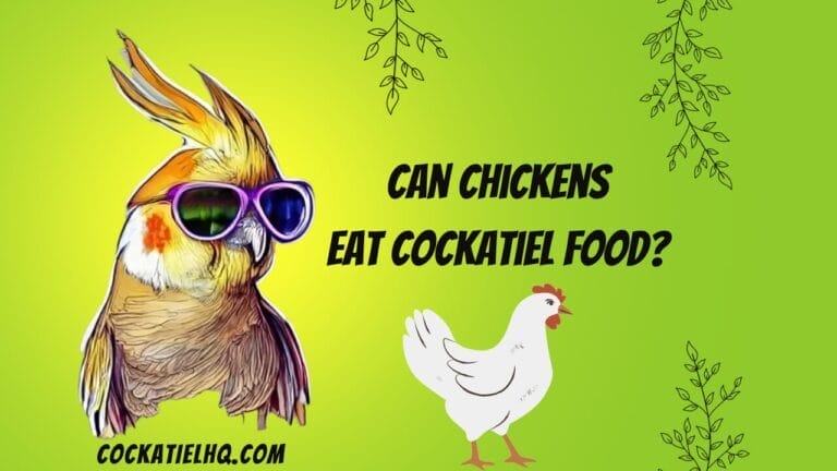 The Cluck and Squawk: Can Chickens Eat Cockatiel Food?