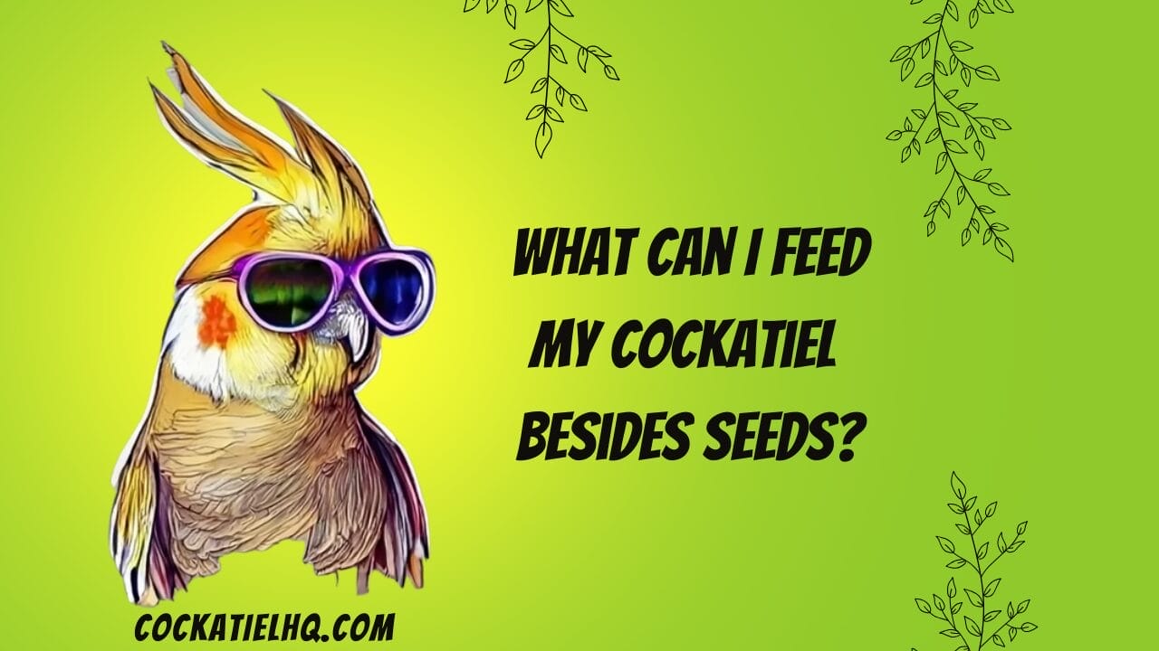 what can i feed my cockatiel besides seeds