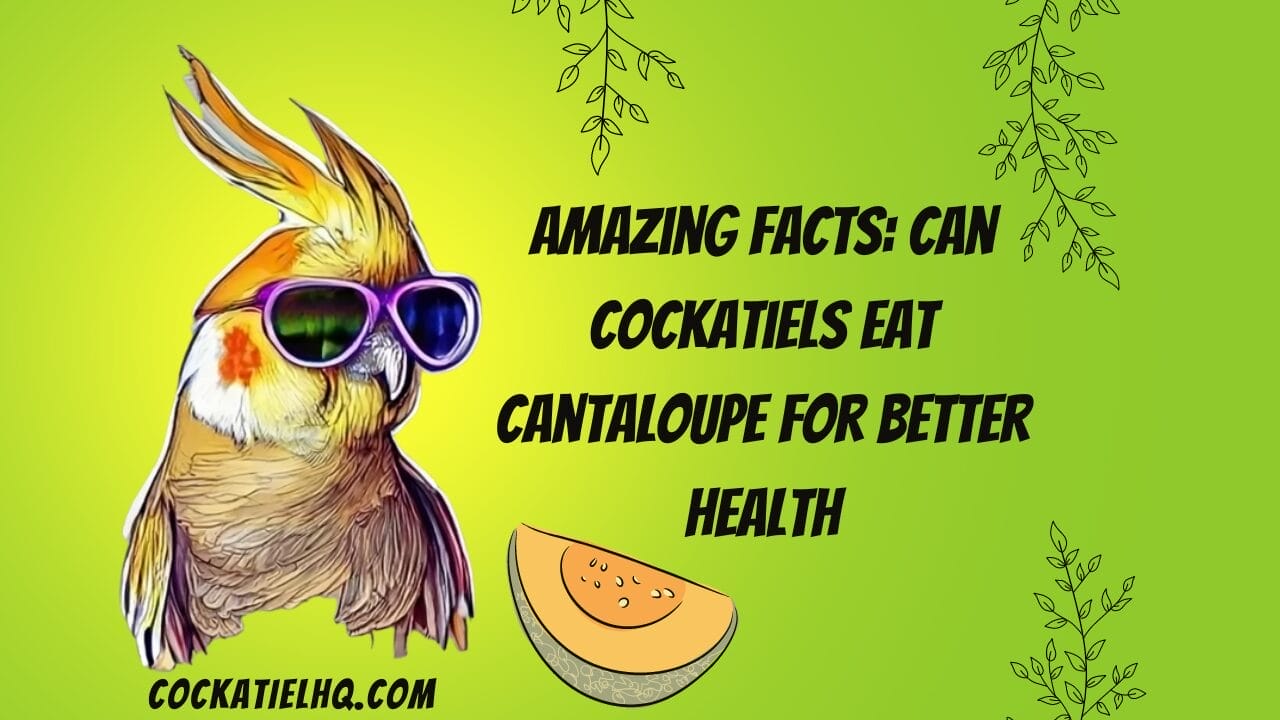 can cockatiels eat cantaloupe