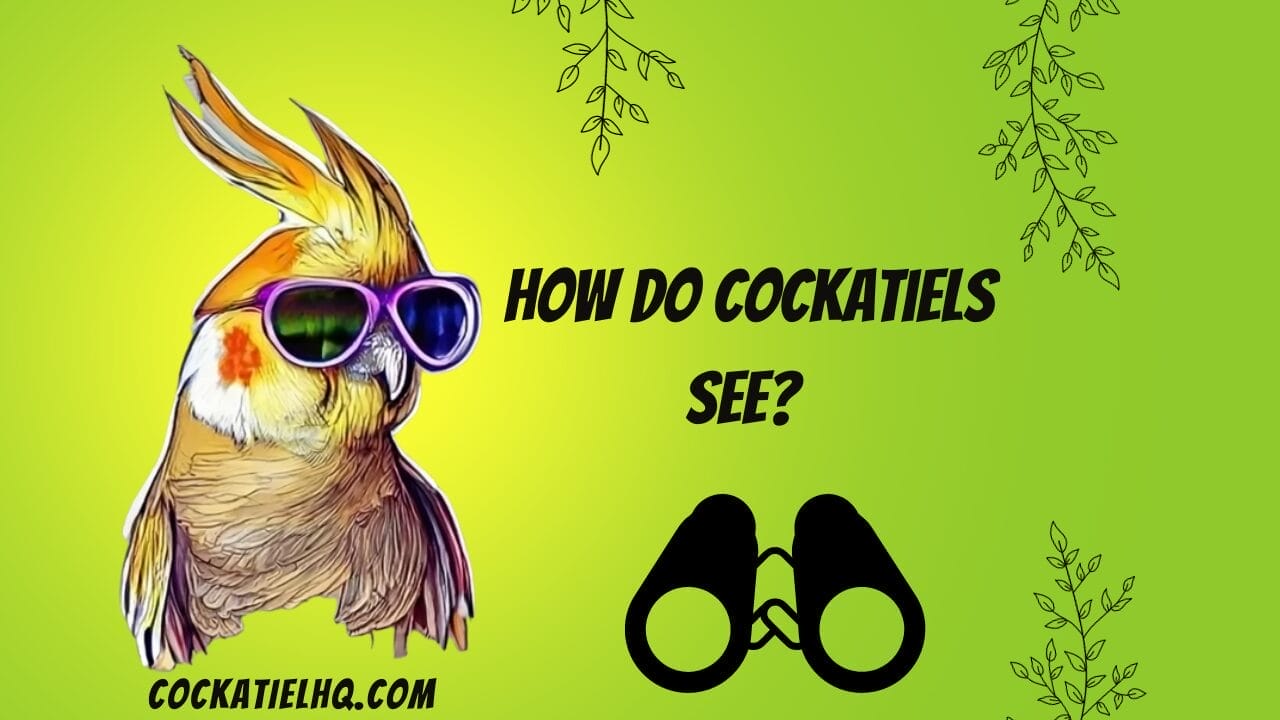 how do cockatiels see