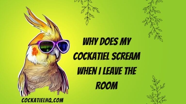 Why Does My Cockatiel Scream When I Leave The Room?