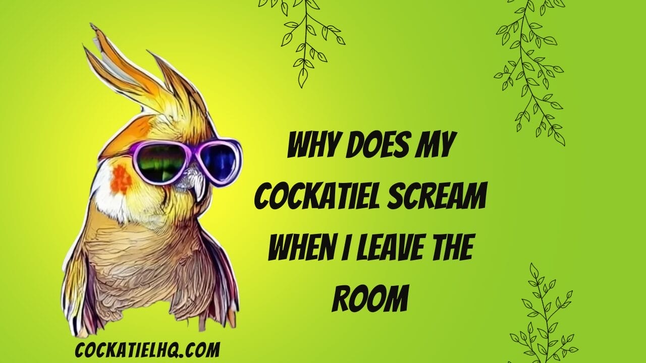 why does my cockatiel scream when i leave the room
