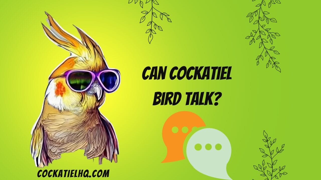 can cockatiel bird talk