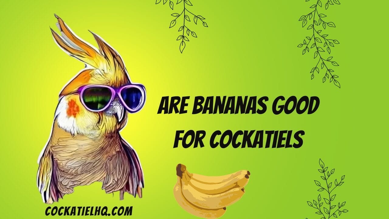 are bananas good for cockatiels