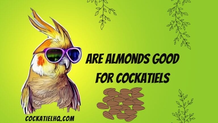 Are Almonds Good for Cockatiels? Busting Myths About Bird Nutrition
