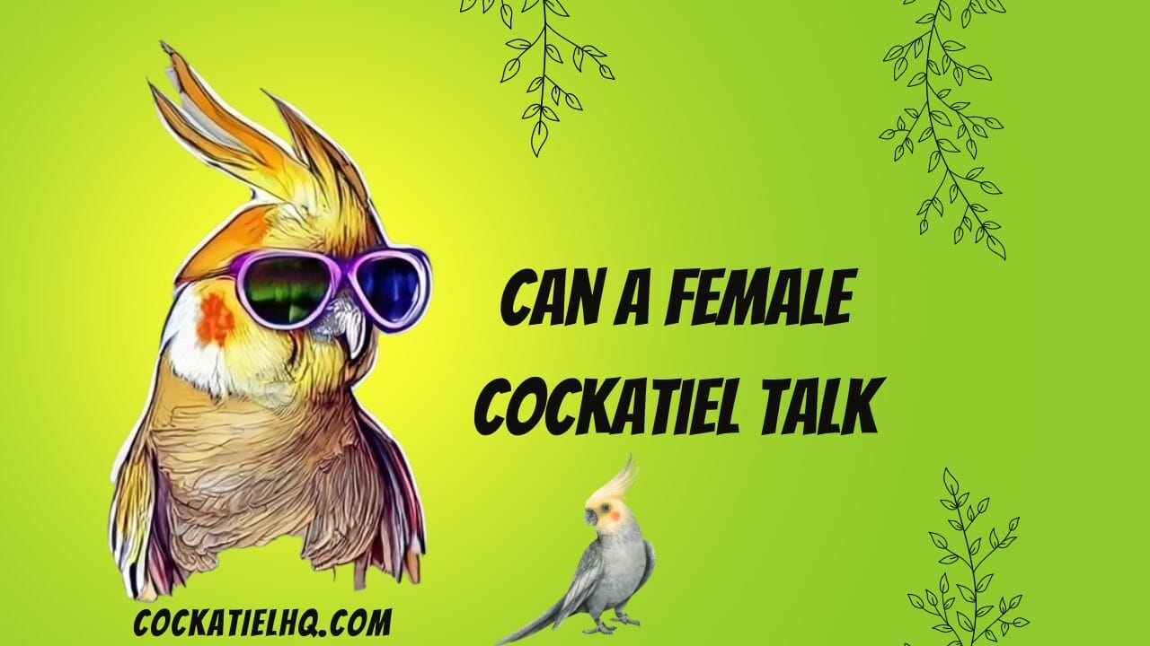 can a female cockatiel talk