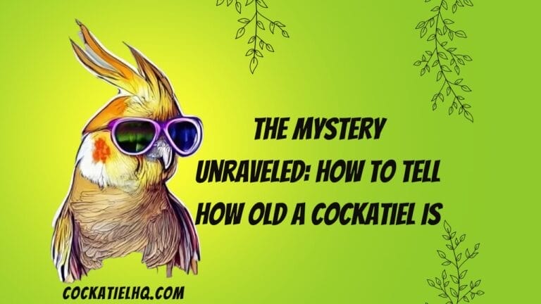 Cockatiel’s Age – The Mystery Unraveled: How to Tell How Old a Cockatiel Is