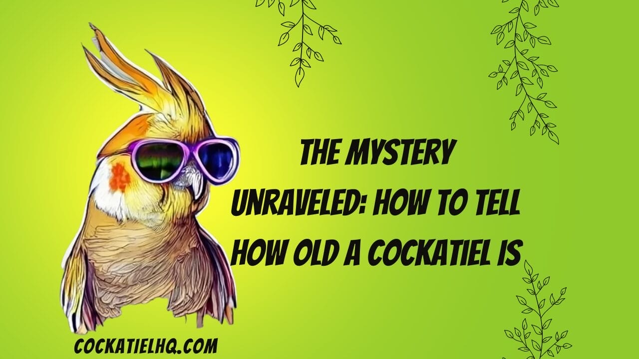 how to tell how old a cockatiel is