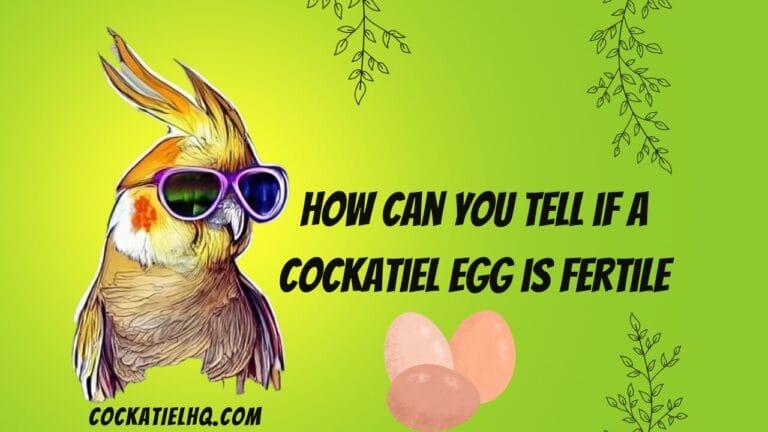 Unveiling the Secrets: How Can You Tell If a Cockatiel Egg Is Fertile