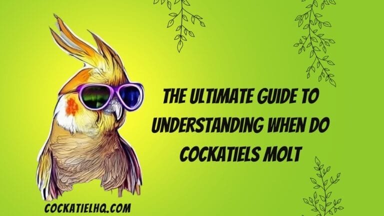 The Ultimate Guide to Understanding when do Cockatiels Molt