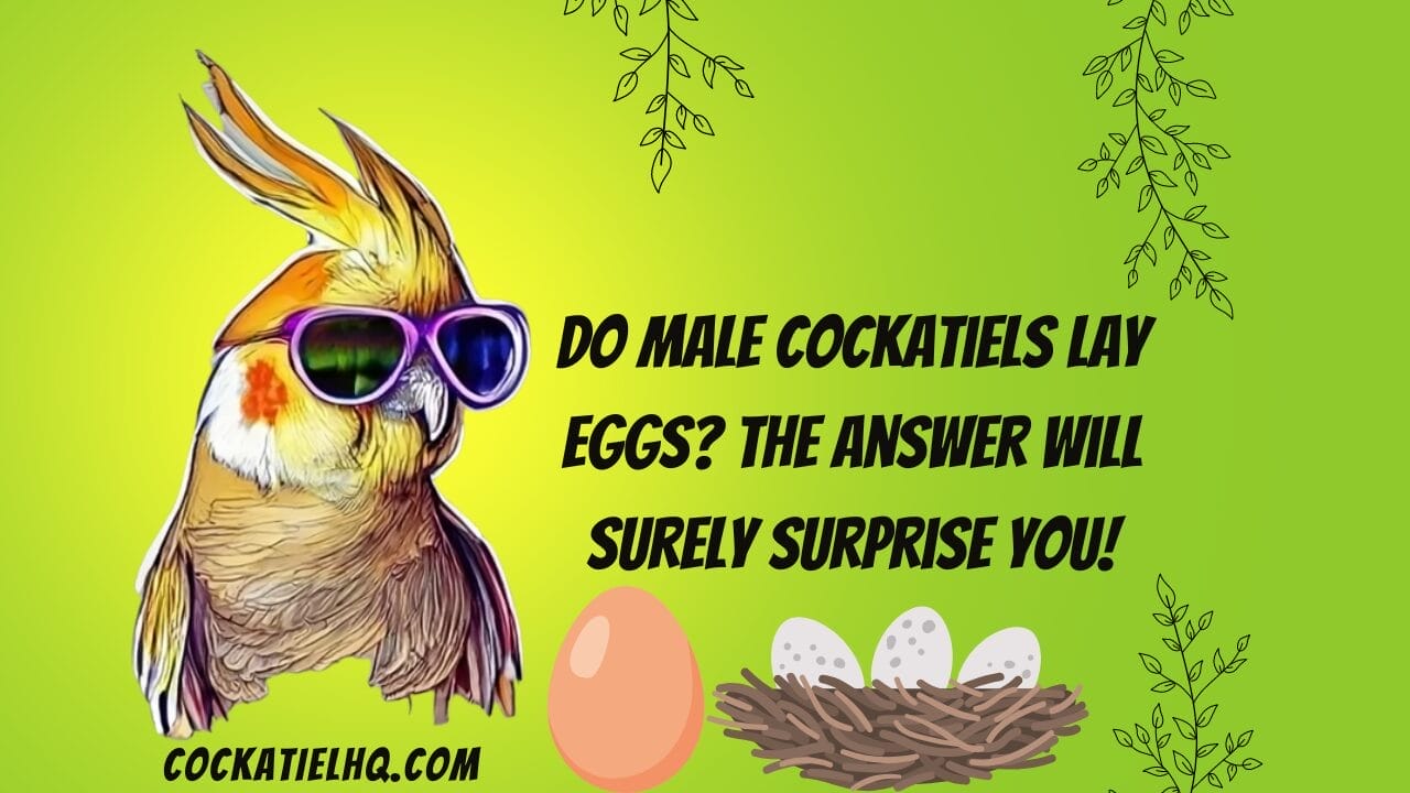 do male cockatiels lay eggs