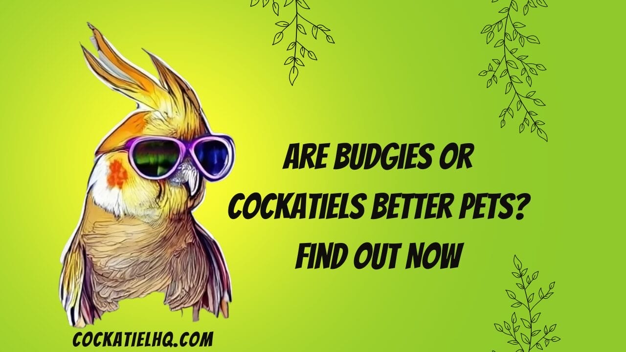 are budgies or cockatiels better pets