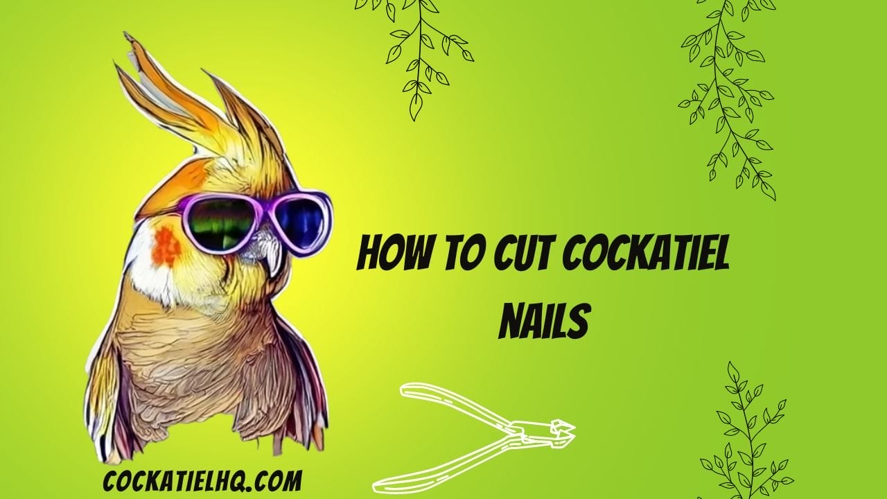 how to cut cockatiel nails