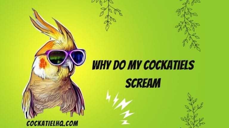 Why Do My Cockatiels Scream? Let’s Dive in to Crack Their Secret Message