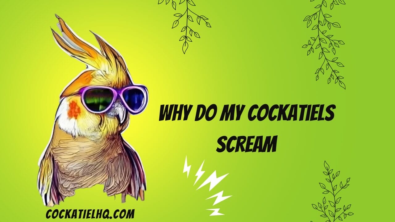 why do my cockatiels scream