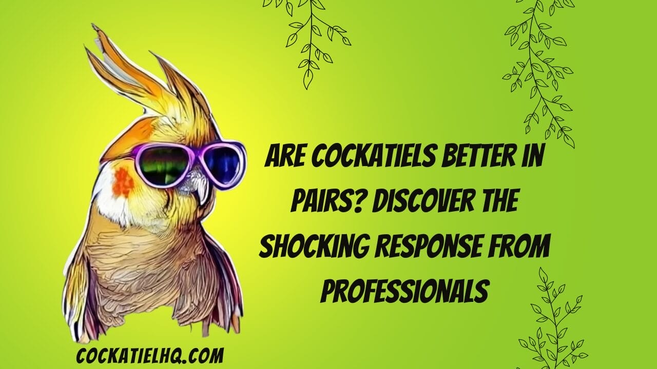 are cockatiels better in pairs
