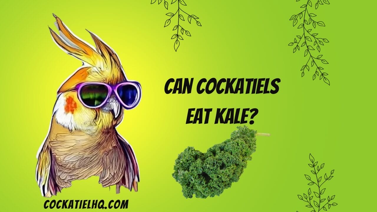 can cockatiels eat kale