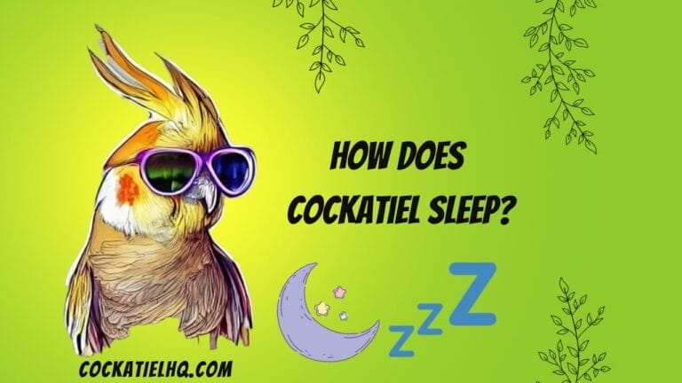 How Does Cockatiel Sleep: Comprehensive Insight into Slumbering World of Cockatiels