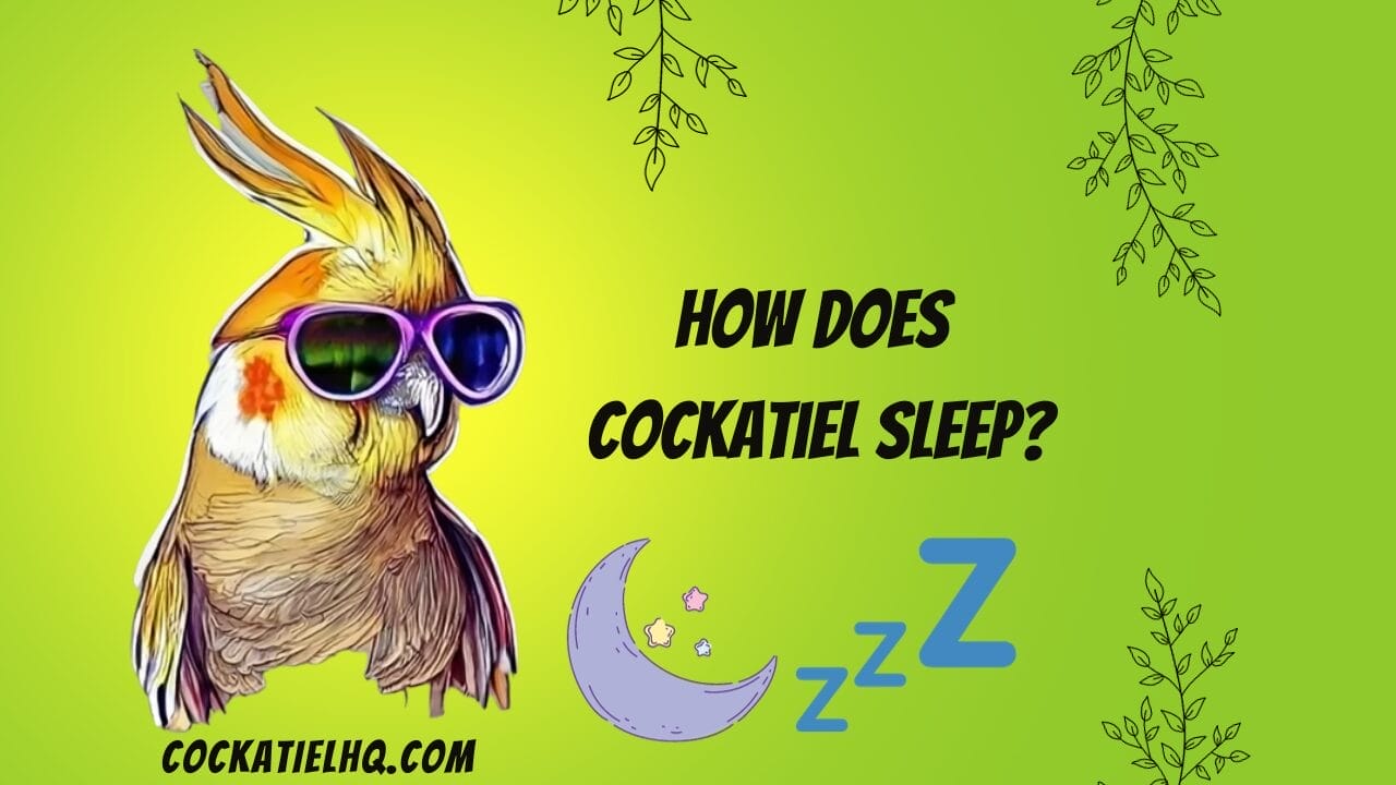 how does cockatiel sleep