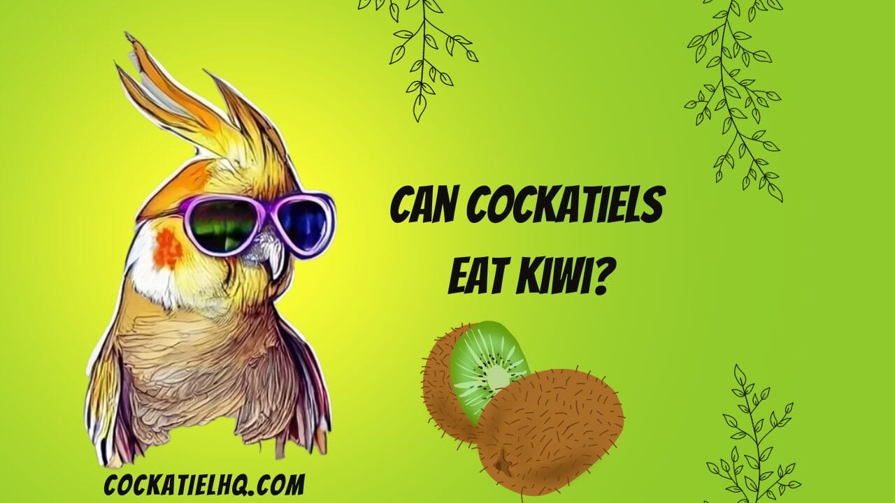 can cockatiels eat kiwi