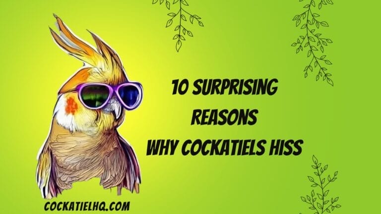 10 Surprising Reasons Why Do Cockatiels Hiss: Unveiled!