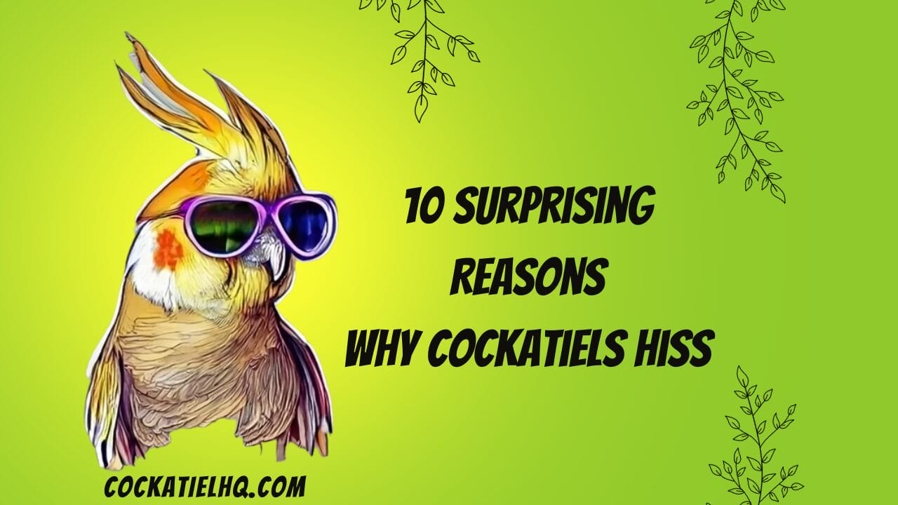 why do cockatiels hiss