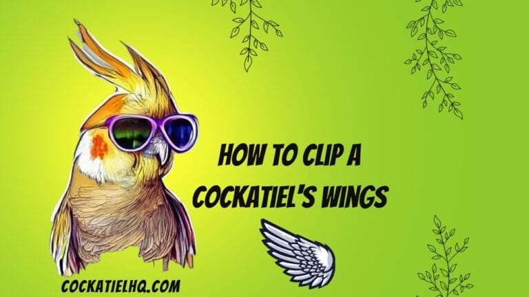 How To Clip a Cockatiel’s Wings