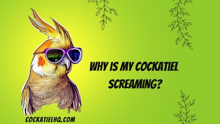 Why is My Cockatiel Screaming? Discover the Unexpected Causes