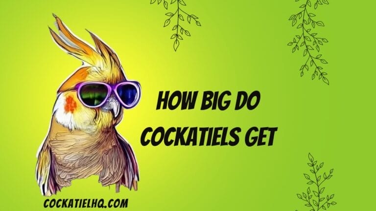 How Big Do Cockatiels Get