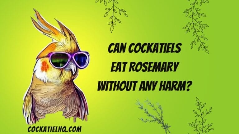 Mystifying Facts: Can Cockatiels Eat Rosemary without Any Harm?