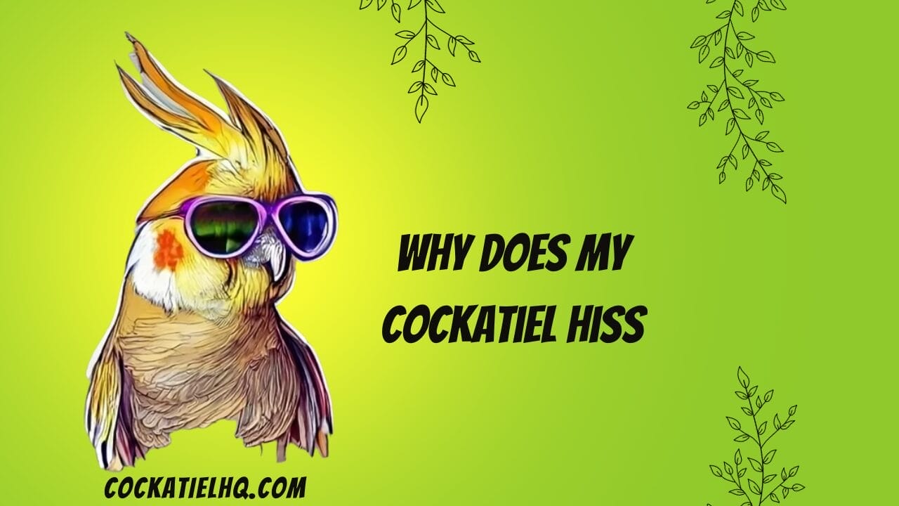 Why Does my Cockatiel Hiss