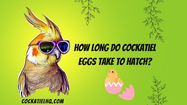 Amazing Truths: How Long Do Cockatiel Eggs Take to Hatch?