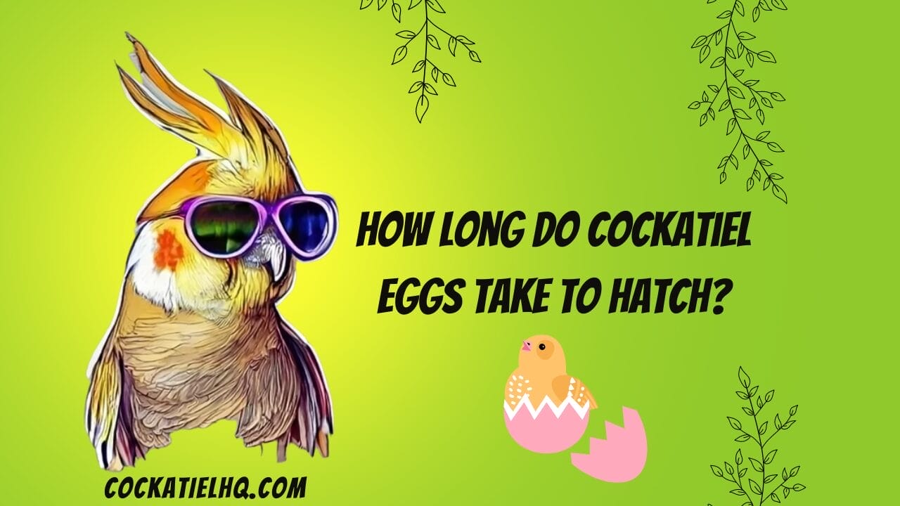 how long do cockatiel eggs take to hatch