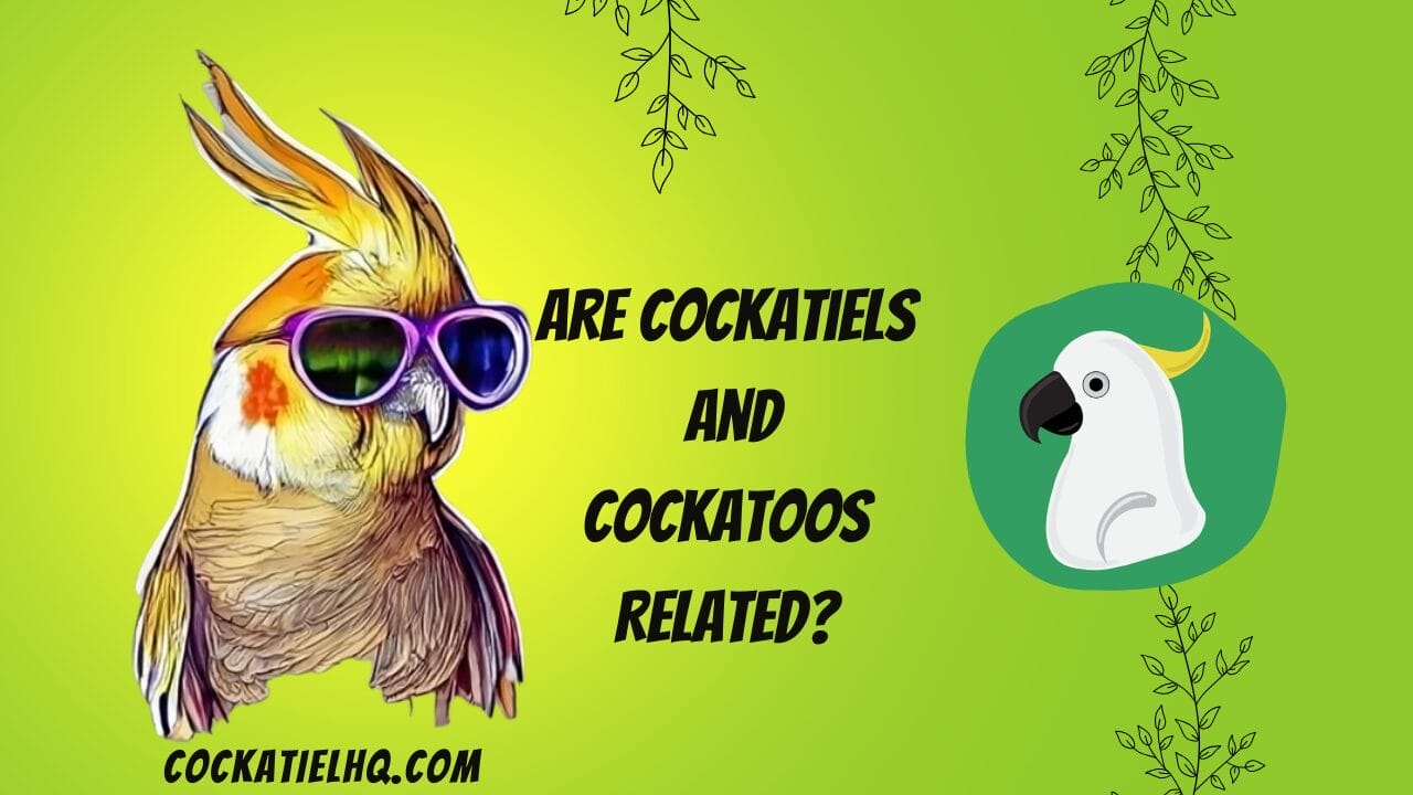 are cockatiels and cockatoos related