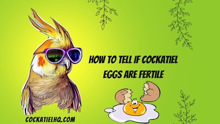 Demystifying Cockatiel Eggs: A Comprehensive Guide on How To Tell If Cockatiel Eggs Are Fertile