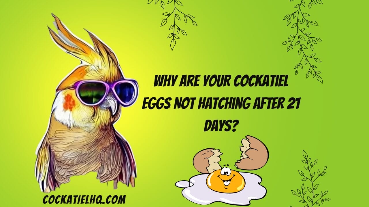 Cockatiel Eggs Not Hatching After 21 Days
