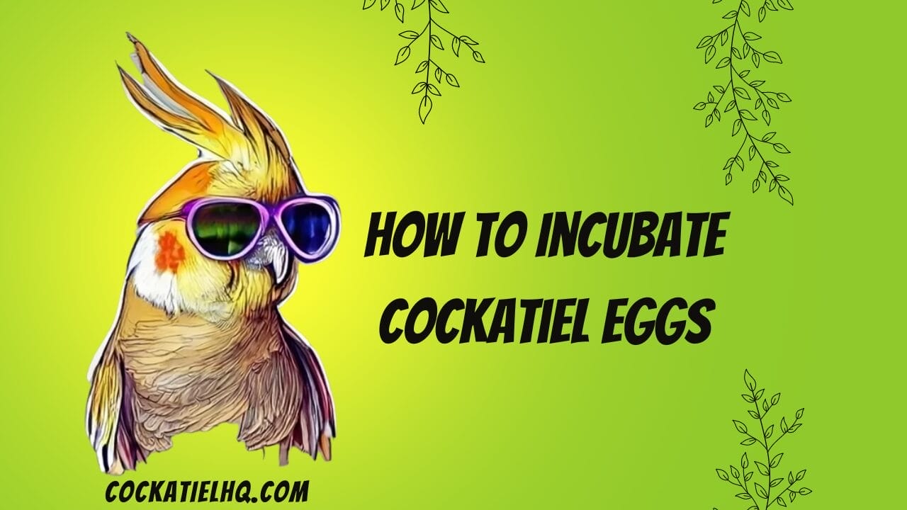 how to incubate cockatiel eggs