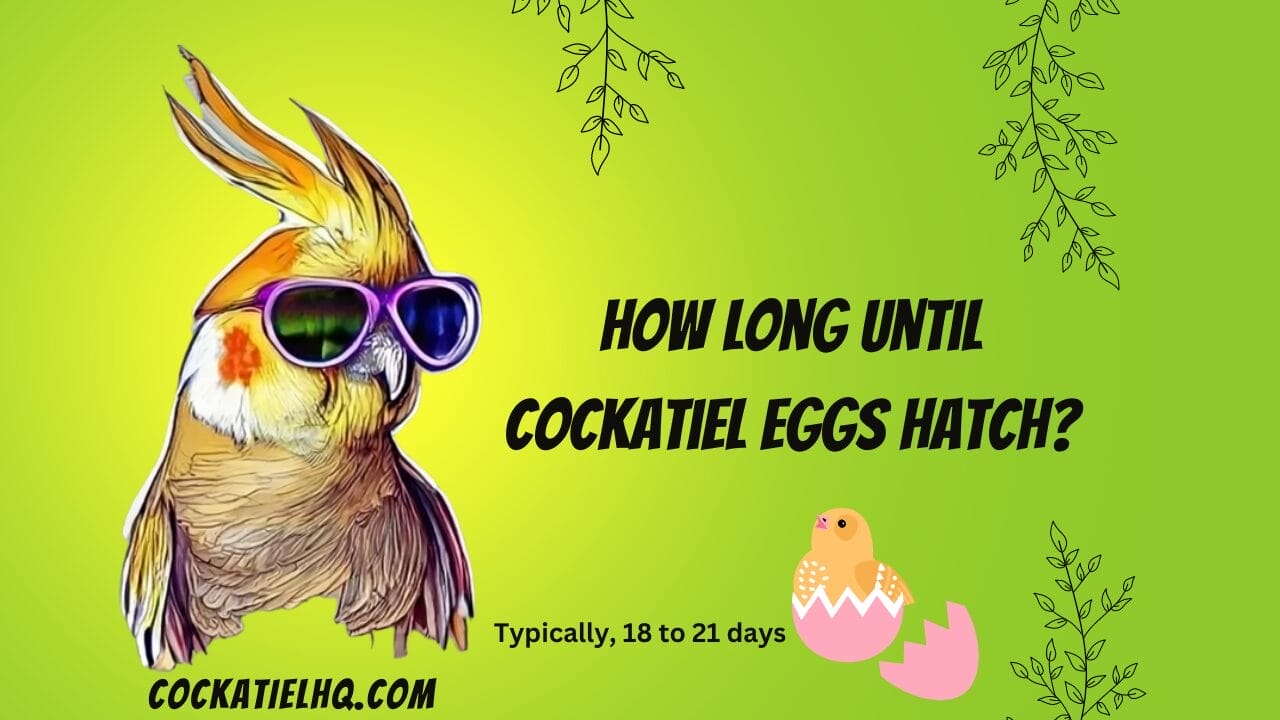 how long until cockatiel eggs hatch