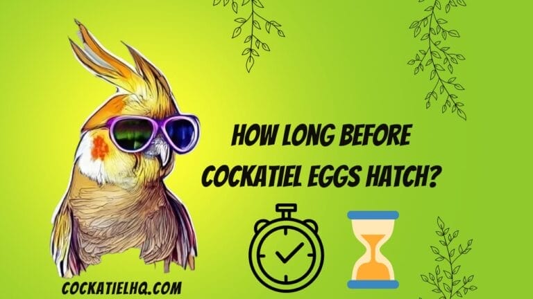 The Countdown Begins: Discover How Long Before Cockatiel Eggs Hatch!