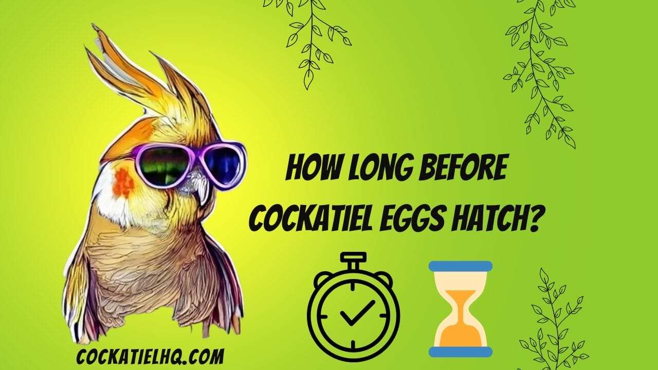 how long before cockatiel eggs hatch
