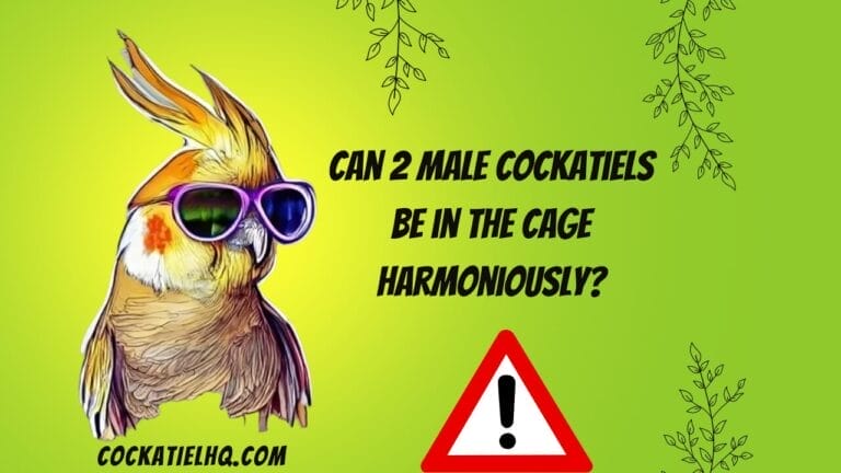 Can 2 Male Cockatiels be in the Cage