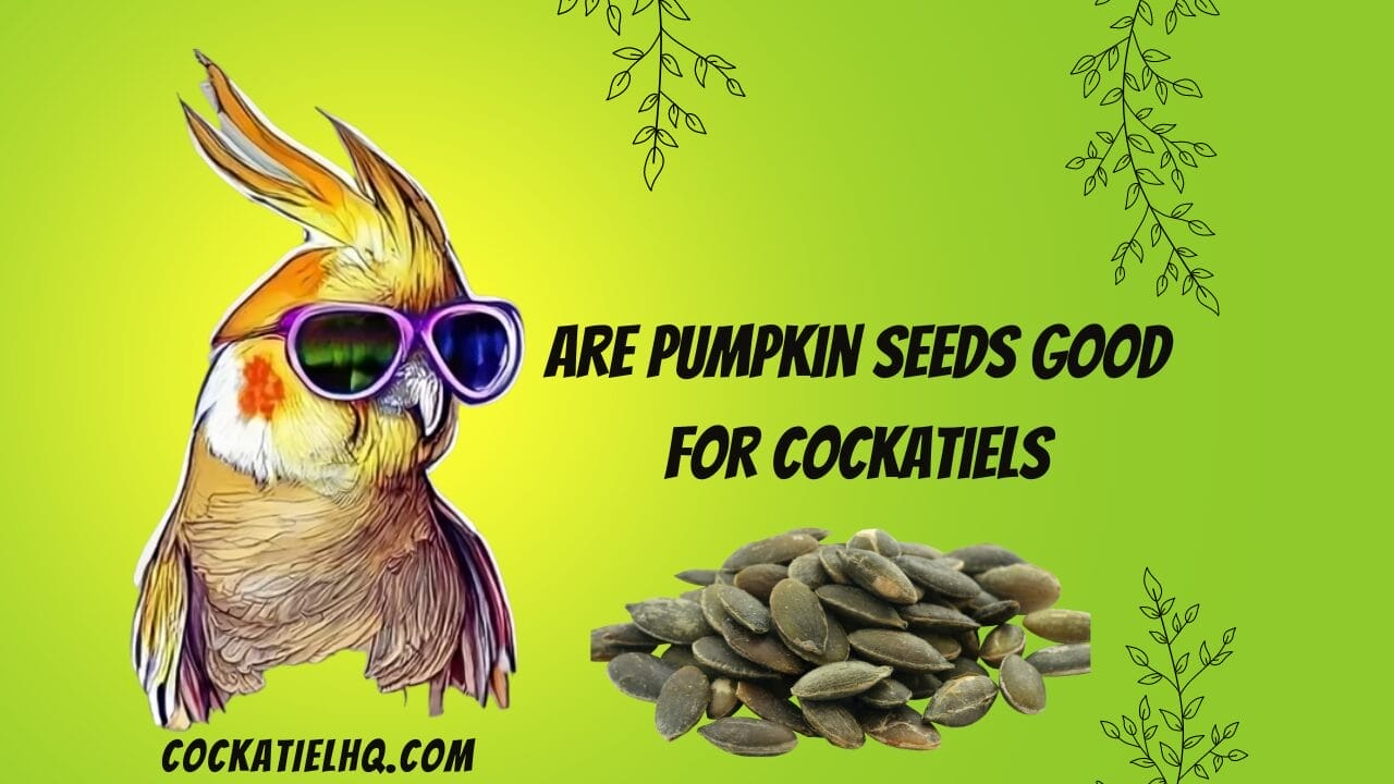 are pumpkin seeds good for cockatiels