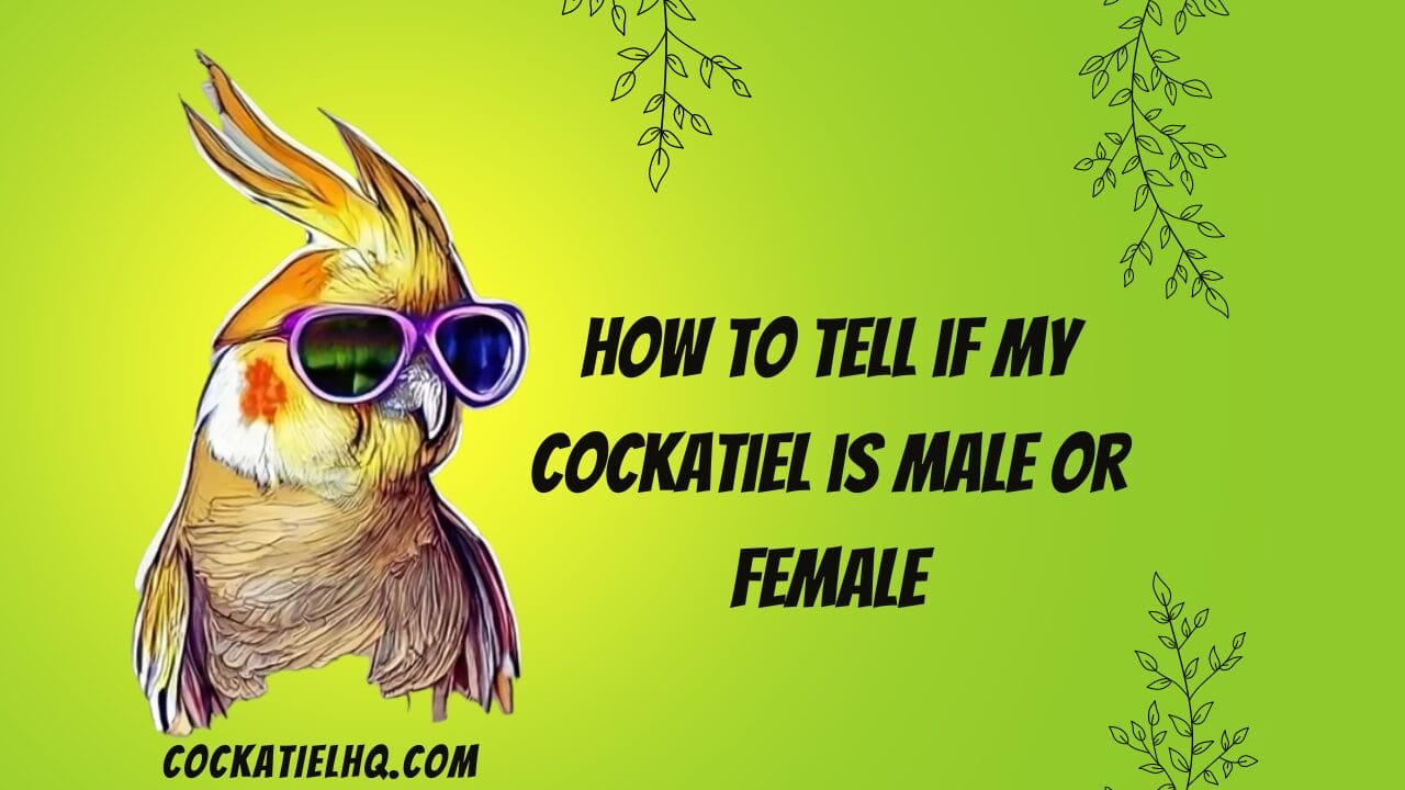 how to tell if my cockatiel is male or female