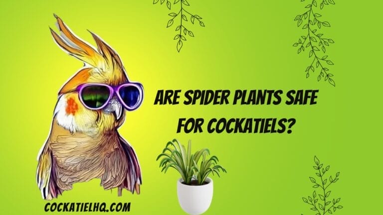 Solving the Puzzle: Are Spider Plants Safe for Cockatiels to Digest
