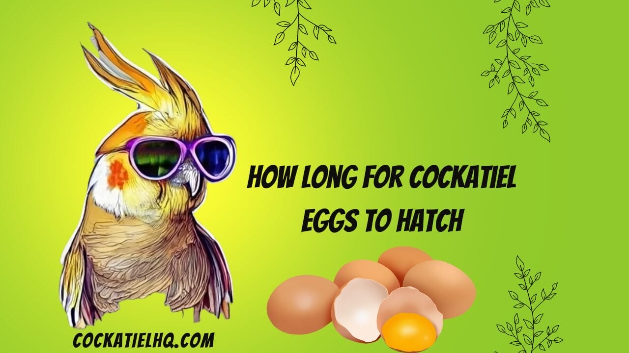 how long for cockatiel eggs to hatch