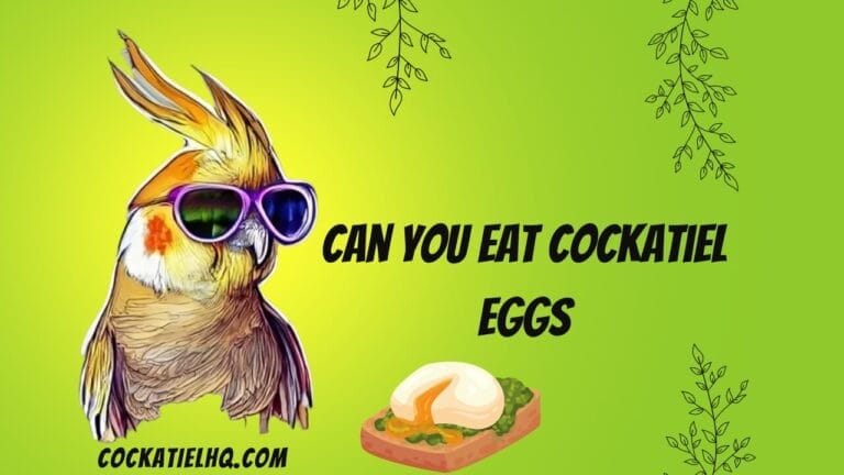 Can You Eat Cockatiel Eggs? Unveiling the Unusual Culinary Adventure